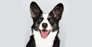 Designer Acres happy-dog